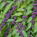 Callicarpa dichotoma Issai - 3 gal