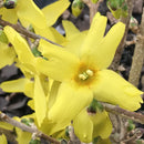 Forsythia x intermedia Magical Gold - 3 gal