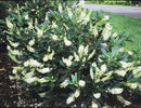 Clethra alnifolia Hummingbird - 3 gal