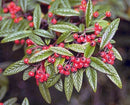 Cotoneaster salicifolius Scarlet Leader -3 gal