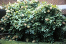 Hydrangea quercifolia Alice - 3 gal