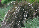 Physocarpus opulifolius Summer Wine-3 gal