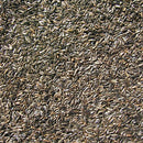 Cole's Niger Thistle Seed