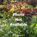 Hydrangea arborescens Incrediball - 3 gal