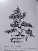 Bonsai Survival Guide