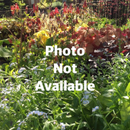 Calycanthus Aphrodite - 3 gal