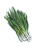 Tokyo Long White Onion Seeds