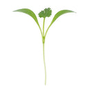 Cilantro Microgreens - 2 oz