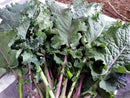 Lacinato Rainbow Mix Kale Seeds