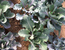 SESE: Alabama Blue Collard Seeds