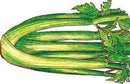 Tall Utah Celery Seeds