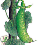Mammoth Melting Sugar Tall Pea Pea Seeds