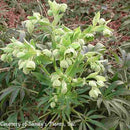 Helleborus foetidus