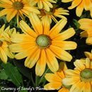Rudbeckia hirta Prairie Sun-4 qt