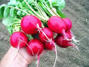 Cherry Belle Radish Seeds
