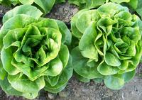 Winter Density Lettuce Seeds