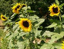 Flower: Hopi Sunflower Dye Seeds