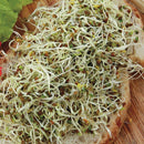 Alfalfa Sprouting Seeds - 3 oz