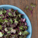 Red Rambo Radish Microgreens Seeds - 3 oz