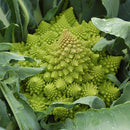 Veronica F1 Romanesco Broccoli Seeds