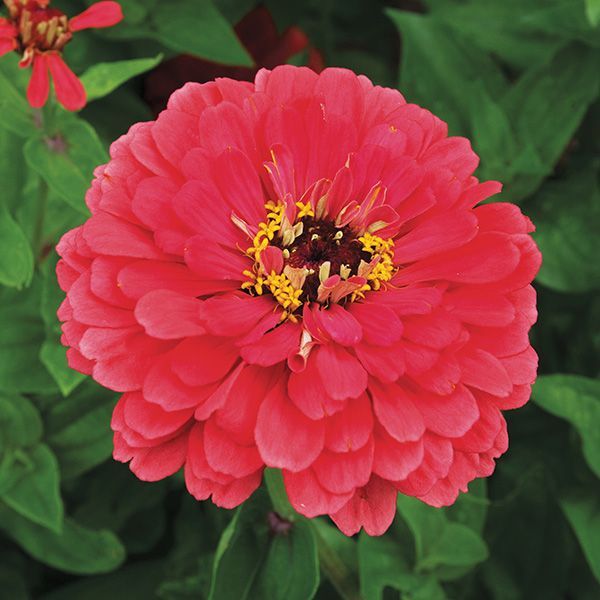 Giant Coral Zinnia Seeds