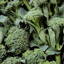 De Cicco Broccoli Seeds