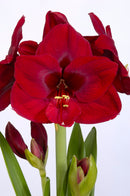 Amaryllis Carmen Single Bulb