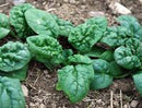 Winter Bloomsdale Spinach Seeds