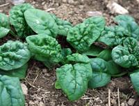 Winter Bloomsdale Spinach Seeds