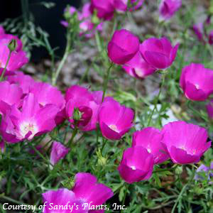 Callirhoe involucrata