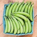 Sugar Ann Snap Pea Pea Seeds
