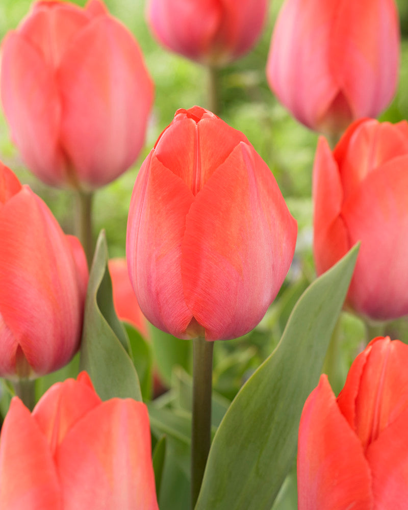 Tulip Orange Van Eyck Single Bulb