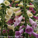 Digitalis purpurea Foxy