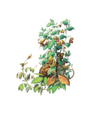 Preston Montague Jewelweed Greeting Card