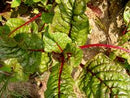 Ruby Red (Rhubarb Chard) Swiss Chard Seeds