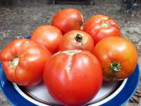 Tomato: Homestead 24 Seeds