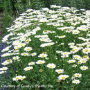 Leucanthemum superbum Becky-4 qt