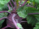 Kohlrabi: Early Purple Vienna Seeds