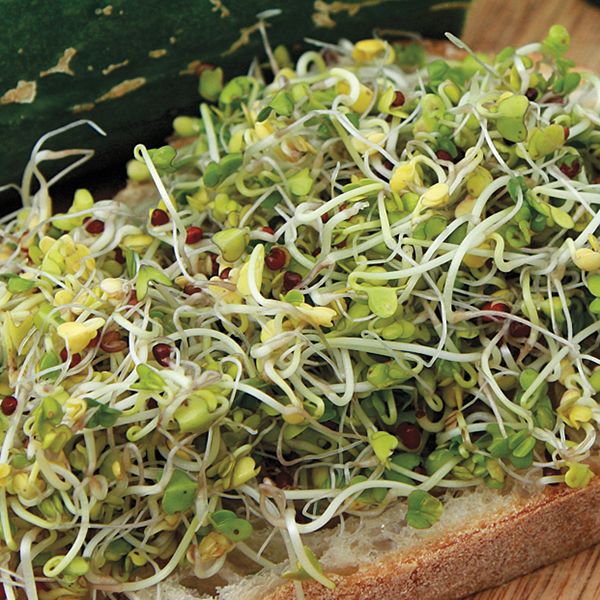 Broccoli Sprouting Seeds - 3 oz