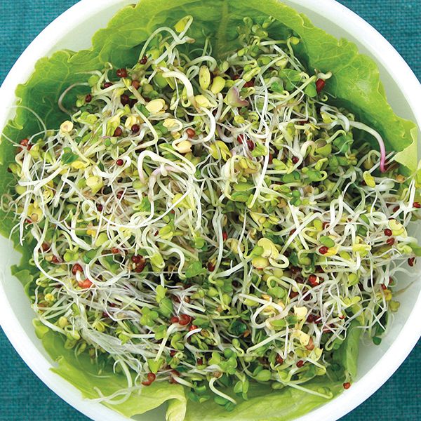 Broccoli Blend Sprouting Seeds - 3 oz