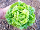 Tom Thumb Lettuce Seeds