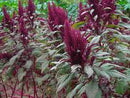 Mayo Indian Amaranth Seeds