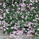 Gypsophila repens Rosea