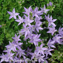 Bellflower Campanula poscharskyana Blue Waterfall