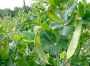 Oregon Giant Pea Seeds
