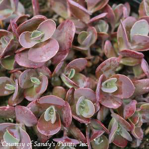 Sedum Cherry Tart