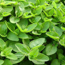 Compactum Marjoram - 4.5 in