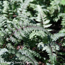 Fern Regal Red-3 qt
