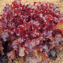 Red Oak Leaf Lettuce Seeds