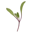 Red Beet Microgreens - 2 oz